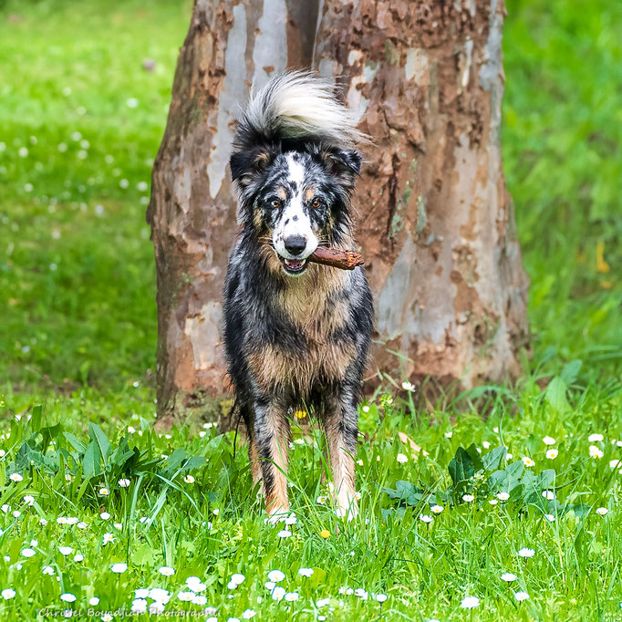 chien-animal compagnie-photo-photographier mon chien- (3)