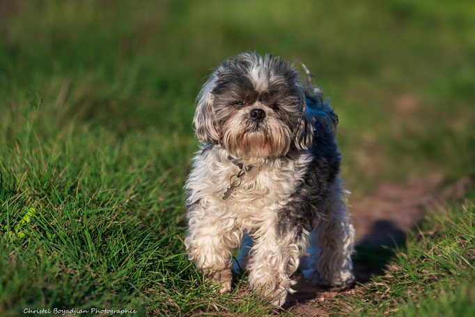 chien-animal compagnie-photo-photographier mon chien- (3)