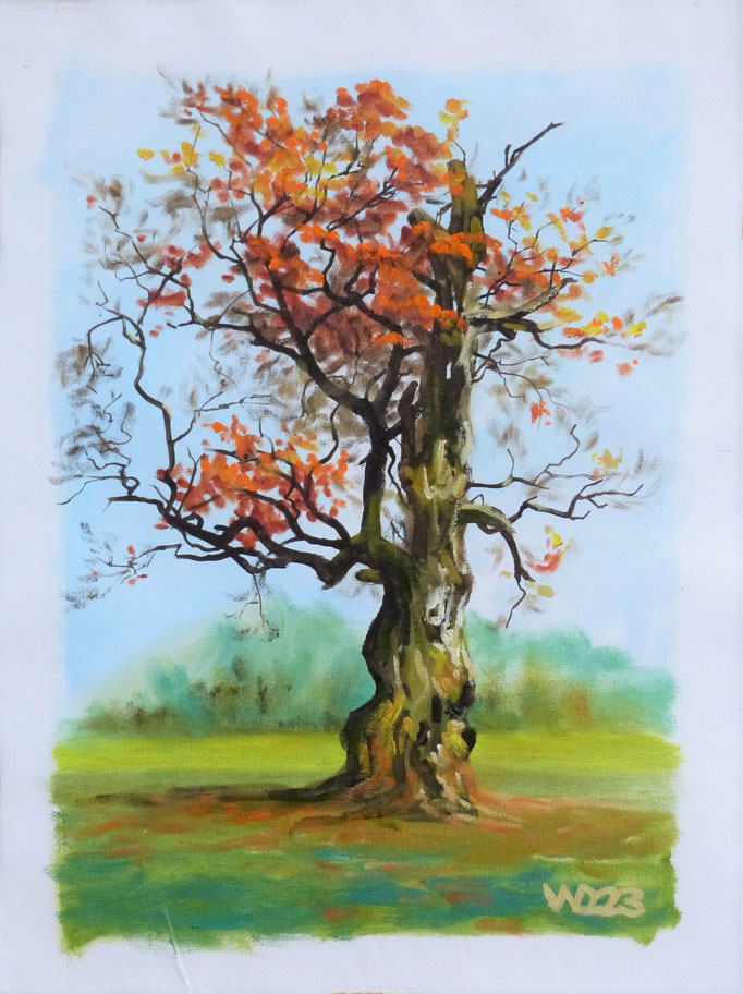 Alte Eiche - 40 x 53 cm  Ölfarbe auf Leinwand   60.00 €