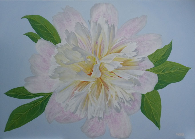 Paeonia rosa -  70 x 100cm  Acrylfarbe, Leinwand, Schlussfirnis  280.00 €