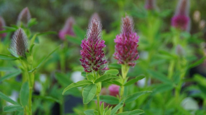Klee mit flauschig purpurnen Blüten: Trifolium rubens