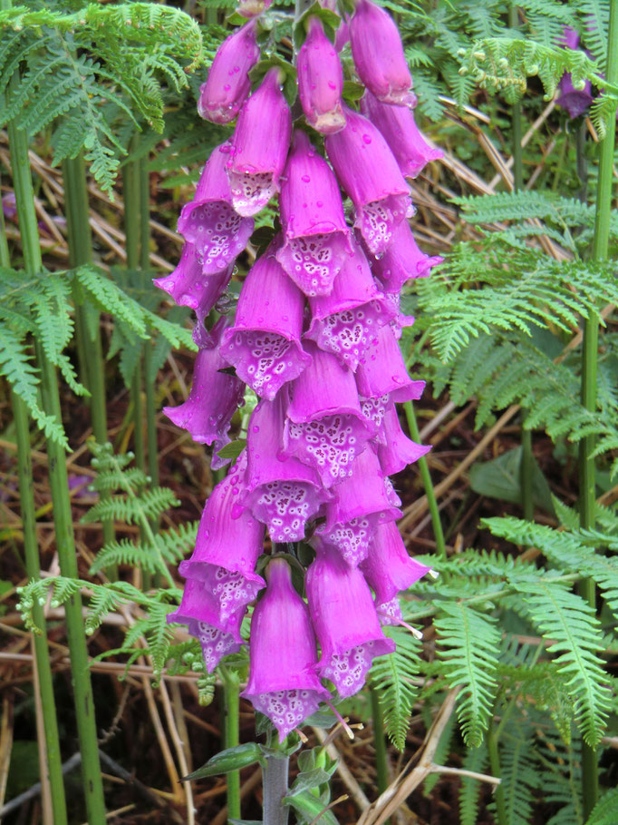 Digitalis purpurea