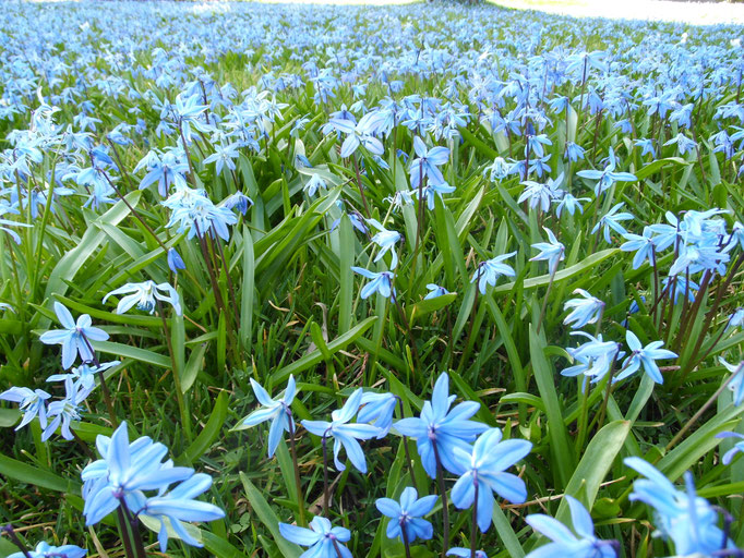 Scilla siberica