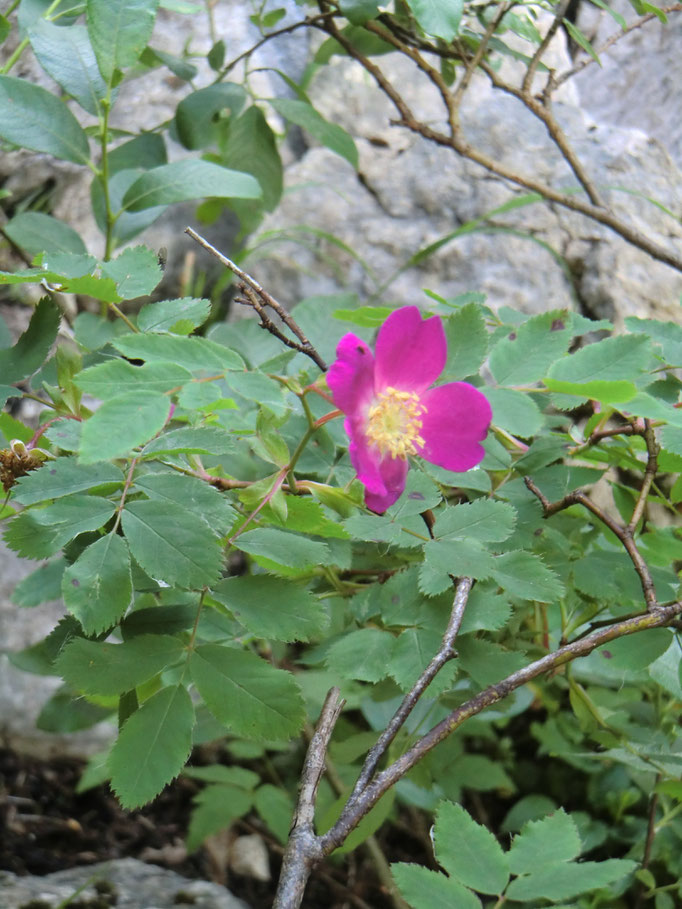Rosa canina
