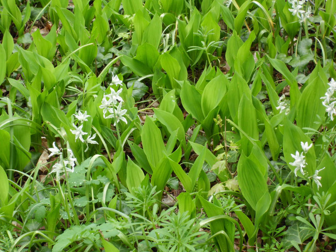 Ornithogalum boucheanum mit Convallaria majalis