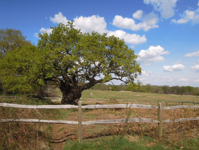 Schutzzaun aus Kastanienholz im Londoner Richmond Park