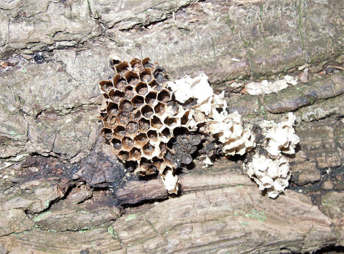 Bienenwaben an der gefällten Weide 