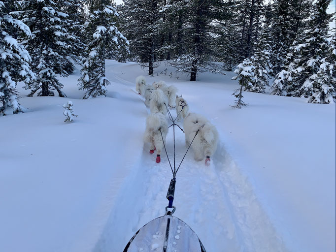 am Trail