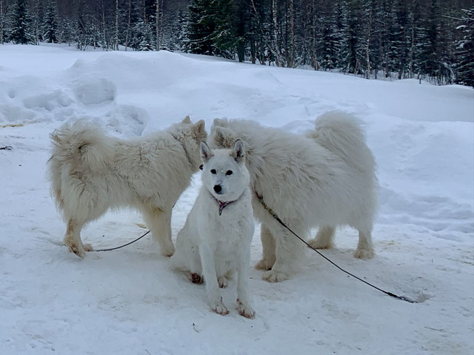 Ylvie, Visa und Buck 