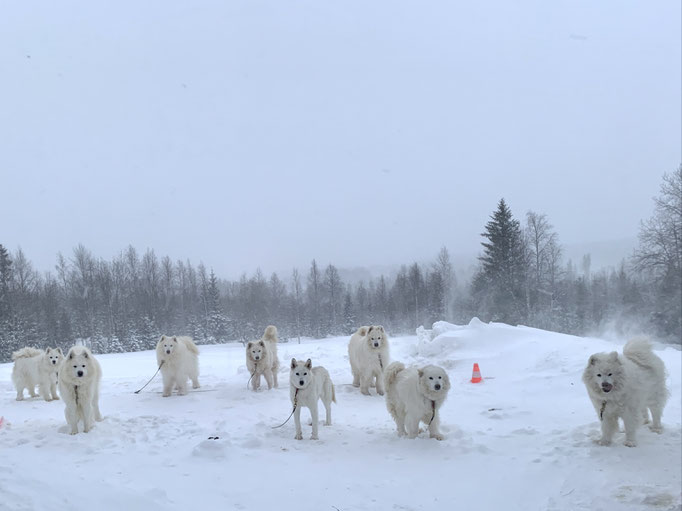 die Teddybären im Schneesturm 