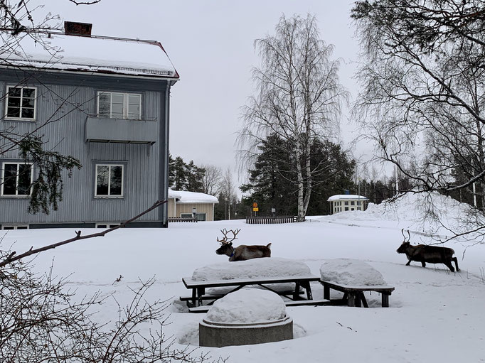 zwei Rentiere mitten in Jokkmokk 