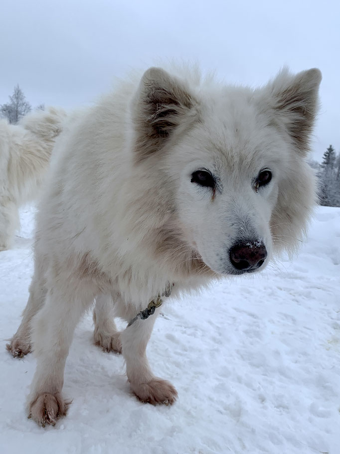 Snowy
