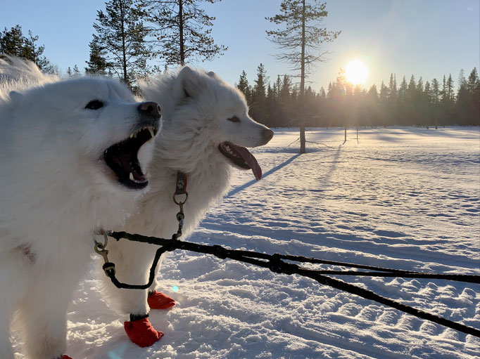 Nanuk und Buck