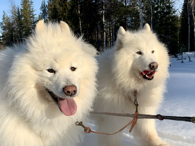 Yukon und Nanuk