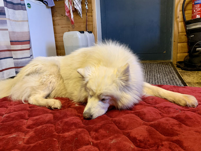 Snowy auf Besuch in der Stuga