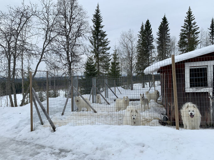 letzter Tag für die Teddybären in Degerträsk 