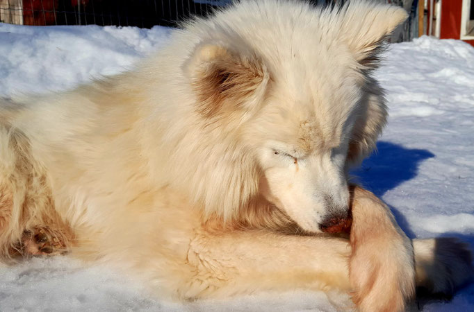 meine Snowy