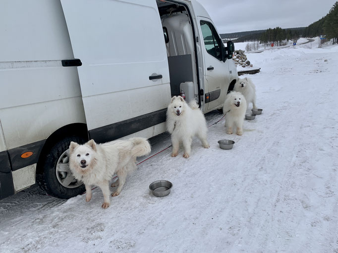 am Polarkreis 