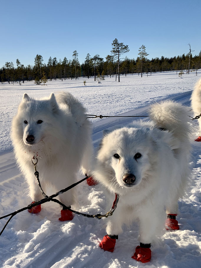 Nanuk und Ylvie 