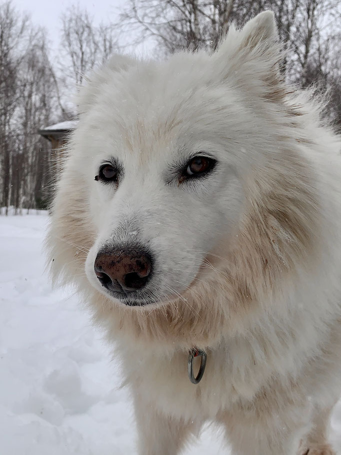 meine Snowy