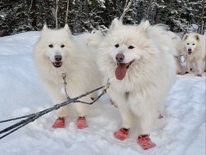Nanuk und Buck