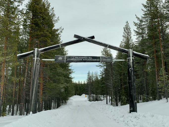 Storforsen