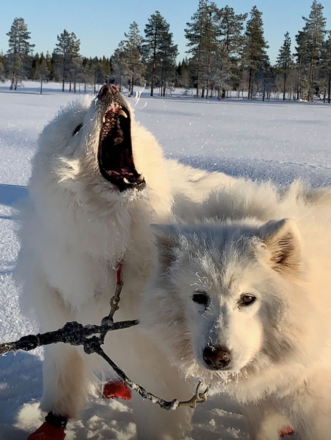 Yukon und Snowy