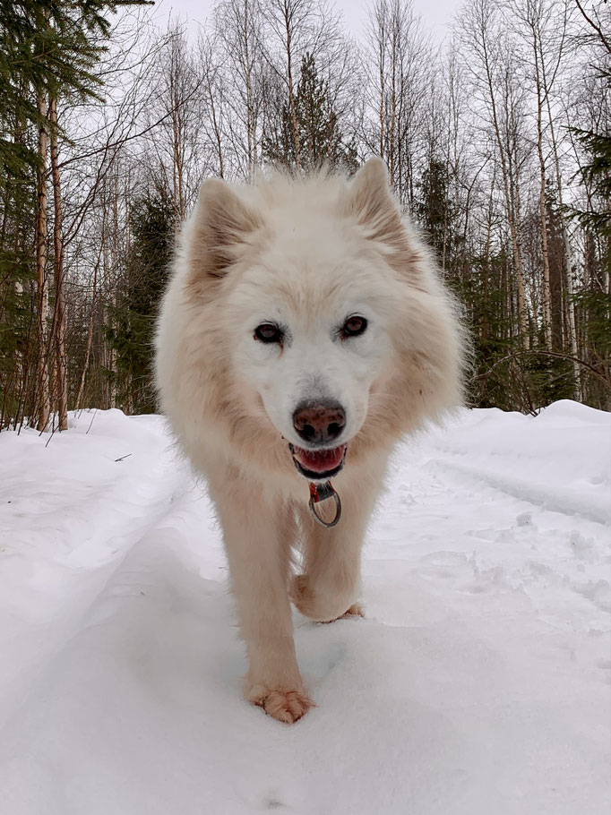 meine Snowy