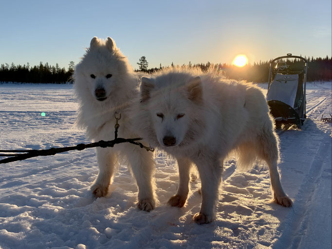 Yukon und Snowy