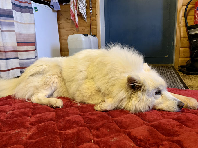 Snowy auf Besuch in der Stuga