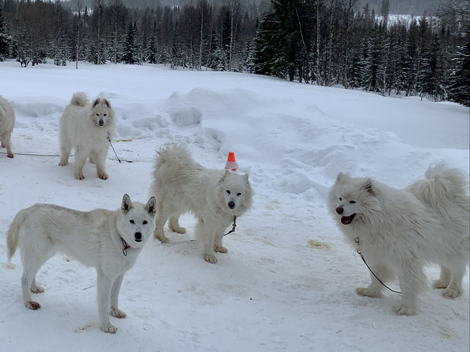 Visa, Yukon, Ylvie und Buck