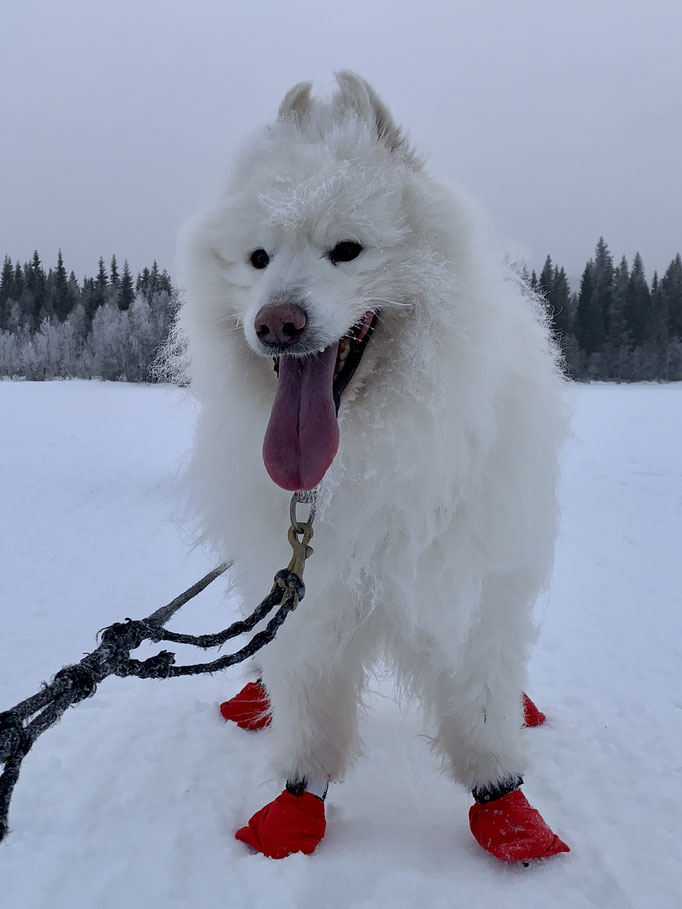 Yukon