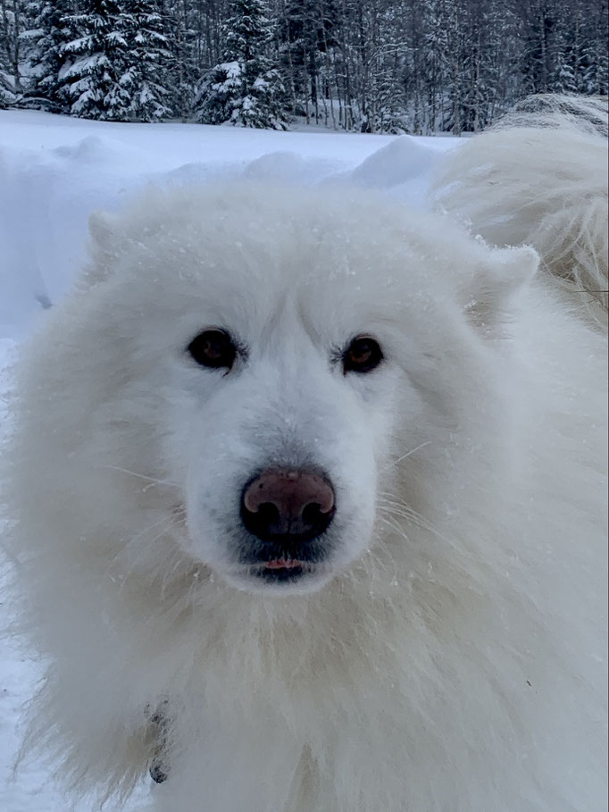 Nanuk