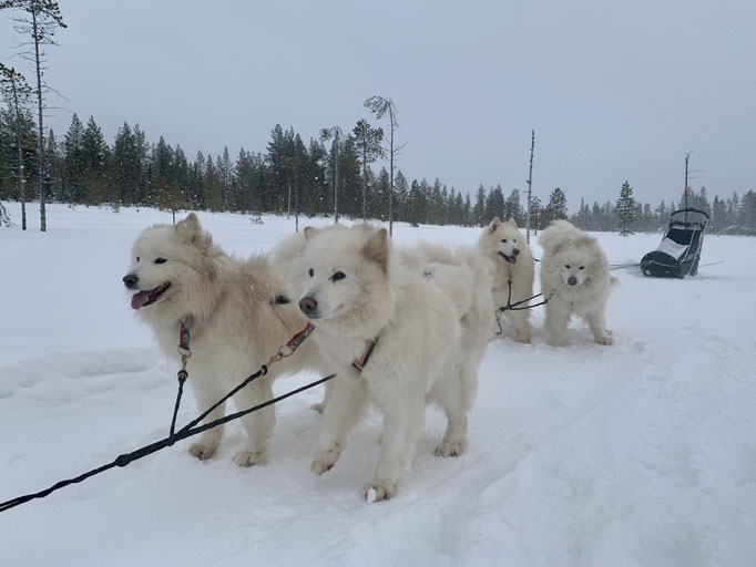 Vicky und Ylvie, dahinter Nanuk und Buck