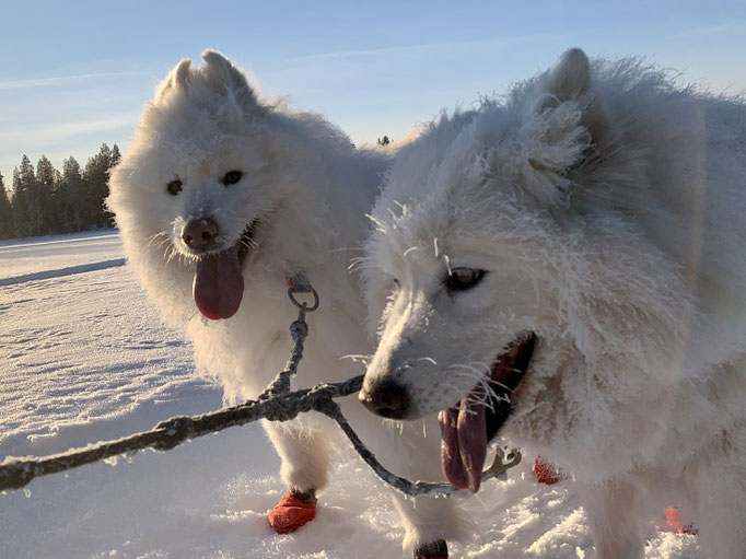 Yukon und Snowy