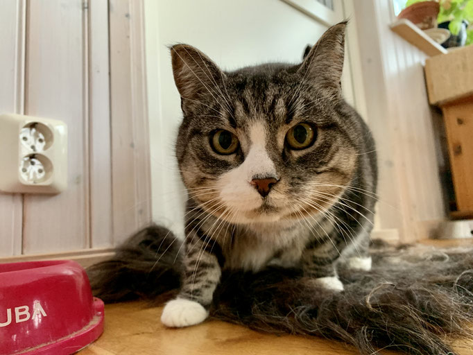 das ist Whiskas