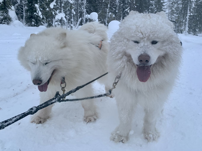  Nanuk und Buck meine Kasperln und „Leistungsträger“