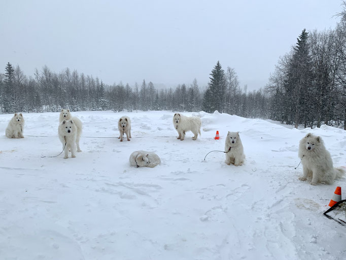 der Unterschied zwischen Samojede und Husky