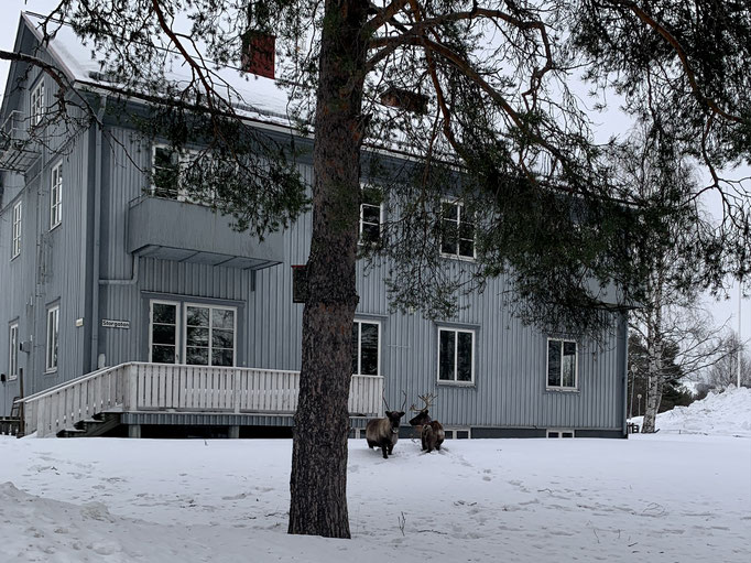 zwei Rentiere mitten in Jokkmokk 