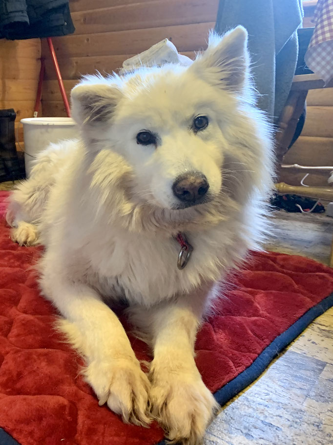  Snowy bei mir in der Hütte