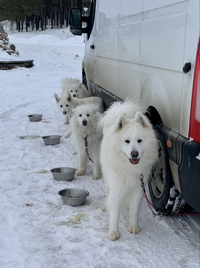 am Polarkreis 
