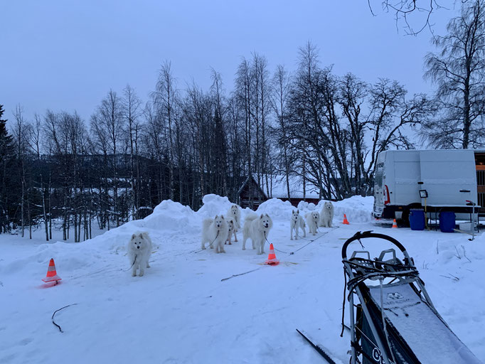 die Teddybären am Stakeout