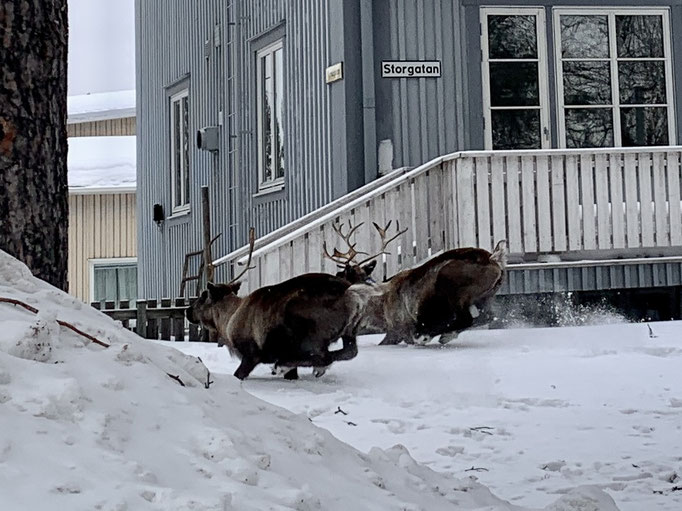 zwei Rentiere mitten in Jokkmokk 