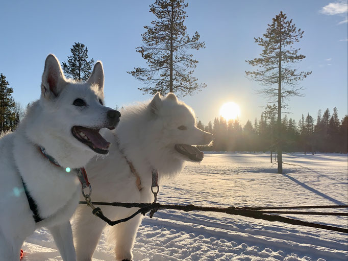 Visa und Yukon 