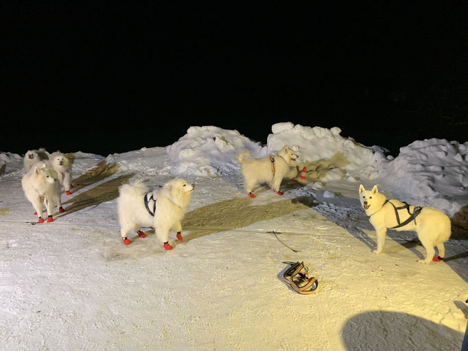 die Teddybären am Stakeout