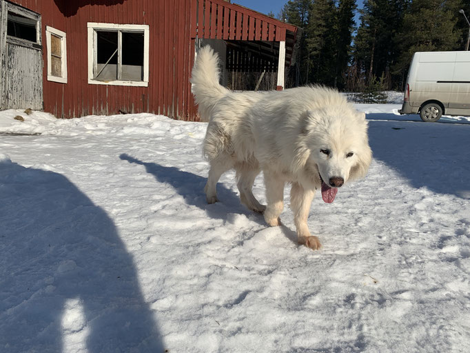 meine Snowy