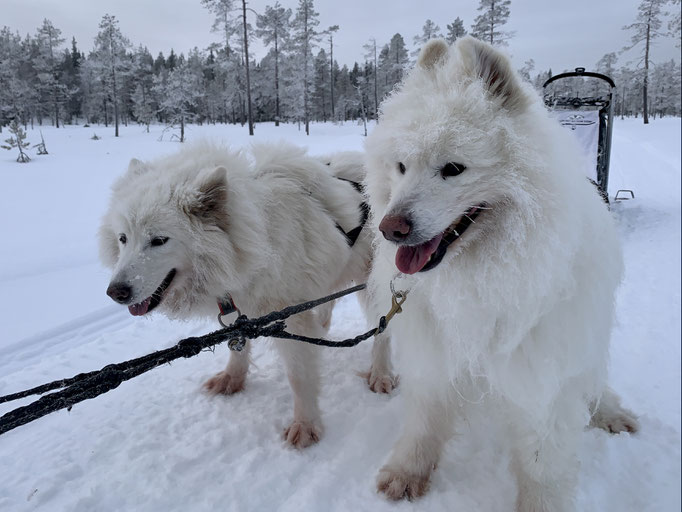  Snowy und Yukon Snowy und Yukon