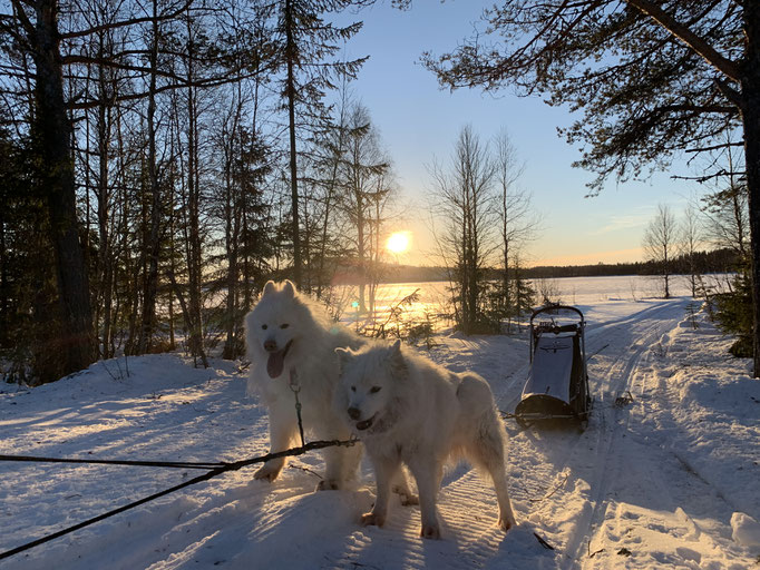 am Skoterled