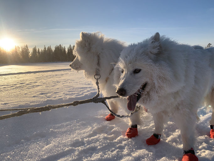 Yukon und Snowy