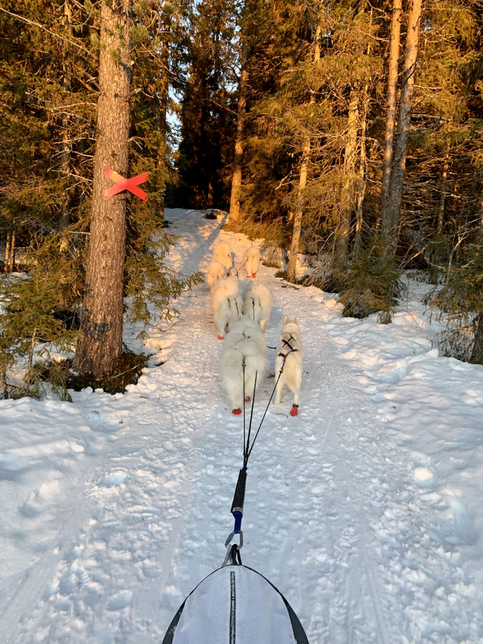 zurück auf dem Skoterled 